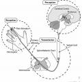 Pain stimulus diagram for HLTH2511