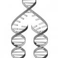 DNA