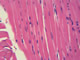 Striated muscle, 400x