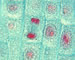 Onion skin, 1000x, late telophase