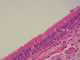 Pseudostratified ciliated columnar, 400x