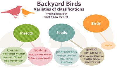 Backyard Birds: Classification