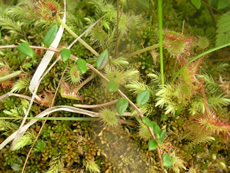 Sundews1