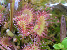 Sundews2