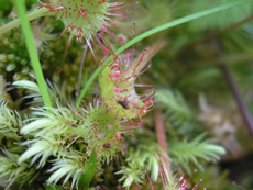 Sundews3