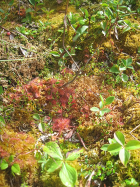 Sundews1