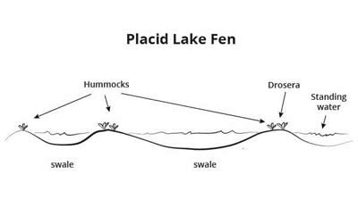 Placid Lake Fen