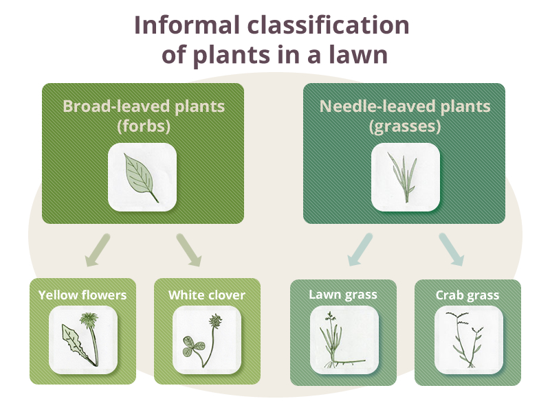 Informal Classification of Plants in a Lawn