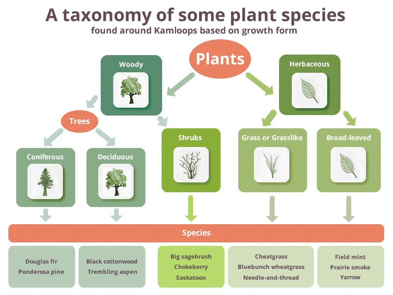 A taxonomy of some plant species